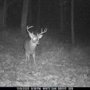 Photo #17 of 81.5 Acres HOPKINS GAP RD, FULKS RUN, VA 81.5 acres