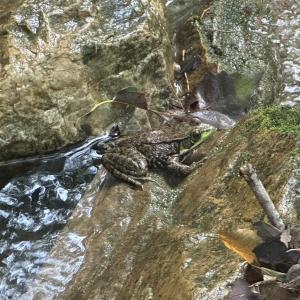 Photo #37 of 81.5 Acres HOPKINS GAP RD, FULKS RUN, VA 81.5 acres