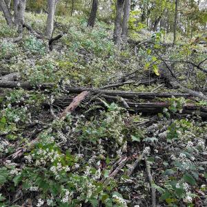 Photo #58 of 81.5 Acres HOPKINS GAP RD, FULKS RUN, VA 81.5 acres