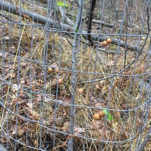 Photo #34 of 81.5 Acres HOPKINS GAP RD, FULKS RUN, VA 81.5 acres