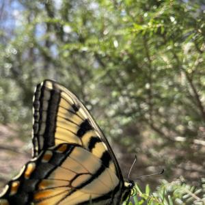 Photo #39 of 81.5 Acres HOPKINS GAP RD, FULKS RUN, VA 81.5 acres
