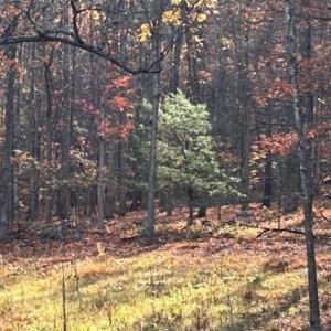 Photo #56 of 81.5 Acres HOPKINS GAP RD, FULKS RUN, VA 81.5 acres