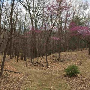 Photo #57 of 81.5 Acres HOPKINS GAP RD, FULKS RUN, VA 81.5 acres