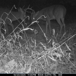 Photo #25 of 81.5 Acres HOPKINS GAP RD, FULKS RUN, VA 81.5 acres