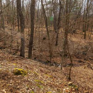 Photo #16 of 81.5 Acres HOPKINS GAP RD, FULKS RUN, VA 81.5 acres