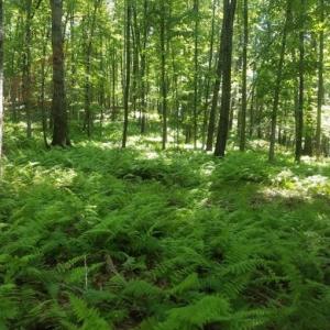 Photo #60 of 81.5 Acres HOPKINS GAP RD, FULKS RUN, VA 81.5 acres