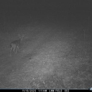 Photo #24 of 81.5 Acres HOPKINS GAP RD, FULKS RUN, VA 81.5 acres