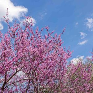 Photo #36 of 14506 TRAVIS LN, FULKS RUN, VA 1.0 acres