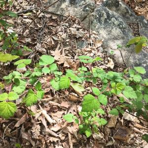 Photo #22 of ROCKFISH HEIGHTS LN, NELLYSFORD, VA 4.7 acres