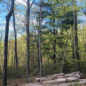 Photo #6 of ROCKFISH HEIGHTS LN, NELLYSFORD, VA 4.7 acres