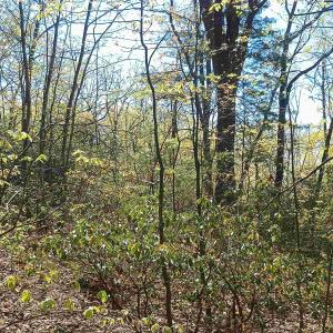 Photo #12 of ROCKFISH HEIGHTS LN, NELLYSFORD, VA 4.7 acres