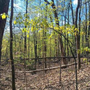 Photo #10 of ROCKFISH HEIGHTS LN, NELLYSFORD, VA 4.7 acres