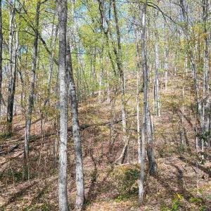 Photo #7 of ROCKFISH HEIGHTS LN, NELLYSFORD, VA 4.7 acres