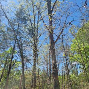 Photo #9 of 13.3 AC GLADE RD, SCHUYLER, VA 13.3 acres