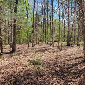 Photo #2 of 13.3 AC GLADE RD, SCHUYLER, VA 13.3 acres