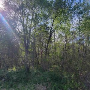 Photo #6 of 13.3 AC GLADE RD, SCHUYLER, VA 13.3 acres