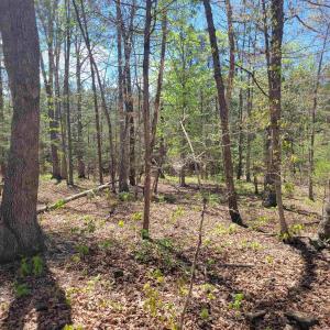 Photo #8 of 13.3 AC GLADE RD, SCHUYLER, VA 13.3 acres