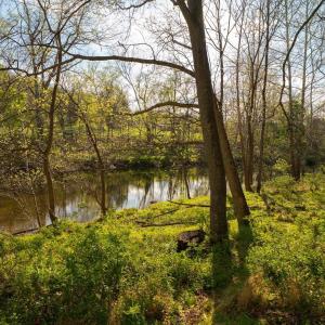 Photo #25 of 15799 STROOPTOWN RD, TIMBERVILLE, VA 8.2 acres