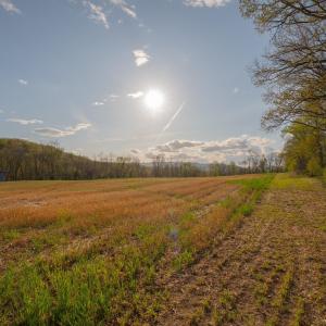 Photo #19 of 15799 STROOPTOWN RD, TIMBERVILLE, VA 8.2 acres