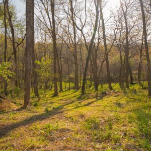 Photo #21 of 15799 STROOPTOWN RD, TIMBERVILLE, VA 8.2 acres