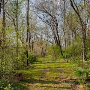 Photo #32 of 15799 STROOPTOWN RD, TIMBERVILLE, VA 8.2 acres