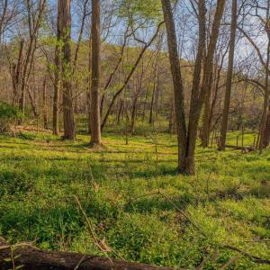 Photo #22 of 15799 STROOPTOWN RD, TIMBERVILLE, VA 8.2 acres