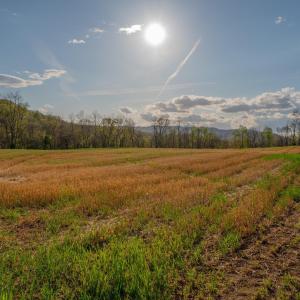 Photo #18 of 15799 STROOPTOWN RD, TIMBERVILLE, VA 8.2 acres