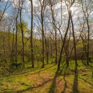 Photo #23 of 15799 STROOPTOWN RD, TIMBERVILLE, VA 8.2 acres