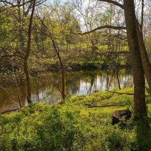 Photo #26 of 15799 STROOPTOWN RD, TIMBERVILLE, VA 8.2 acres