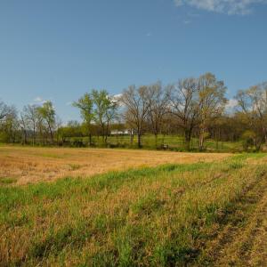 Photo #16 of 15799 STROOPTOWN RD, TIMBERVILLE, VA 8.2 acres