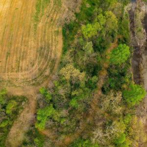 Photo #11 of 15799 STROOPTOWN RD, TIMBERVILLE, VA 8.2 acres