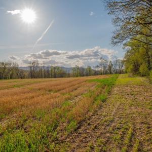 Photo #17 of 15799 STROOPTOWN RD, TIMBERVILLE, VA 8.2 acres