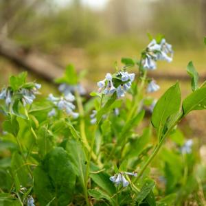 Photo #31 of 15799 STROOPTOWN RD, TIMBERVILLE, VA 8.2 acres