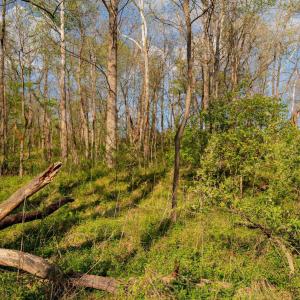 Photo #27 of 15799 STROOPTOWN RD, TIMBERVILLE, VA 8.2 acres