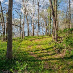 Photo #35 of 15799 STROOPTOWN RD, TIMBERVILLE, VA 8.2 acres