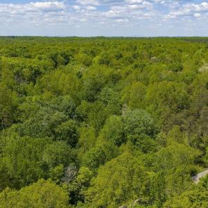 Photo #5 of 3850 COUNTY LINE RD, KENTS STORE, VA 11.4 acres