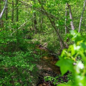 Photo #3 of 3850 COUNTY LINE RD, KENTS STORE, VA 11.4 acres