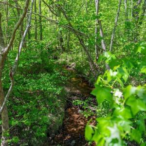 Photo #17 of 3850 COUNTY LINE RD, KENTS STORE, VA 11.4 acres