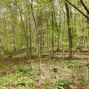 Photo #1 of 37 FLAG ROCK TRL, HOT SPRINGS, VA 7.3 acres