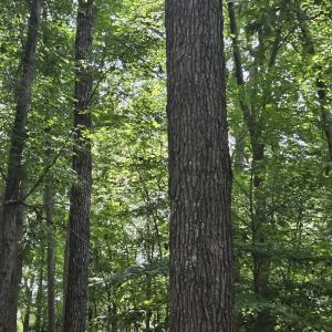 Photo #1 of 85 LAGUNA RD, PALMYRA, VA 0.5 acres