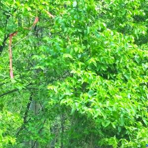 Right of way is 25' wide between orange tape on lh side and end of guardrail on rh side when on Reeds Gap Rd.