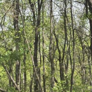 Photo #10 of REEDS GAP RD, LYNDHURST, VA 4.5 acres