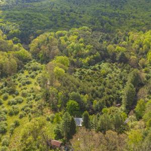 Photo #16 of 161 GLOVER RUN, GOSHEN, VA 64.1 acres