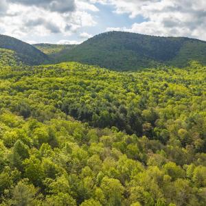 Photo #10 of 161 GLOVER RUN, GOSHEN, VA 64.1 acres