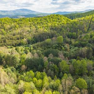 Photo #18 of 161 GLOVER RUN, GOSHEN, VA 64.1 acres