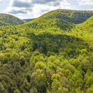 Photo #7 of 161 GLOVER RUN, GOSHEN, VA 64.1 acres