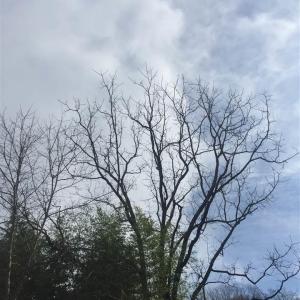Photo #1 of LACKEY LN, COVESVILLE, VA 51.9 acres