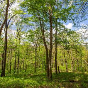 Photo #7 of CHURCH MOUNTAIN LN, FULKS RUN, VA 16.0 acres