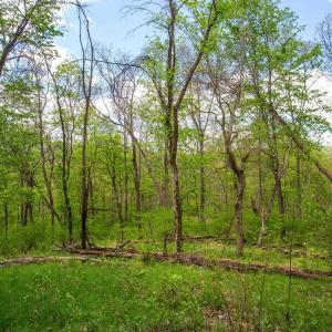 Photo #6 of CHURCH MOUNTAIN LN, FULKS RUN, VA 16.0 acres