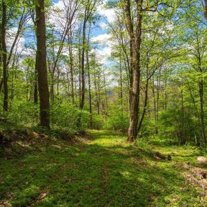 Photo #3 of CHURCH MOUNTAIN LN, FULKS RUN, VA 16.0 acres